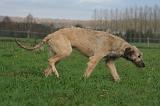IRISH WOLFHOUND 289
